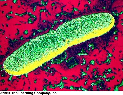 bubonic plague bacterium